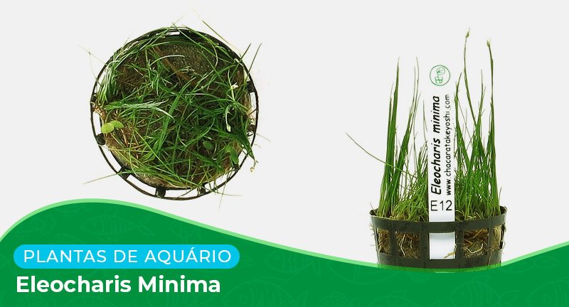 Ficha técnica: Planta Eleocharis minima