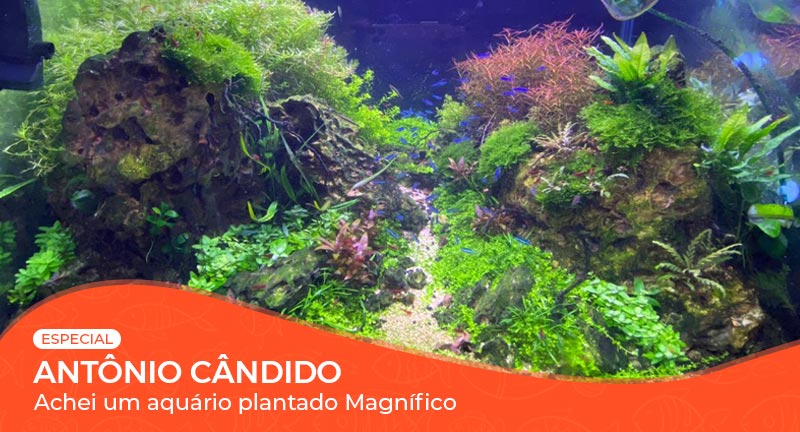 Vídeo: Achei um aquário plantado magnífico!