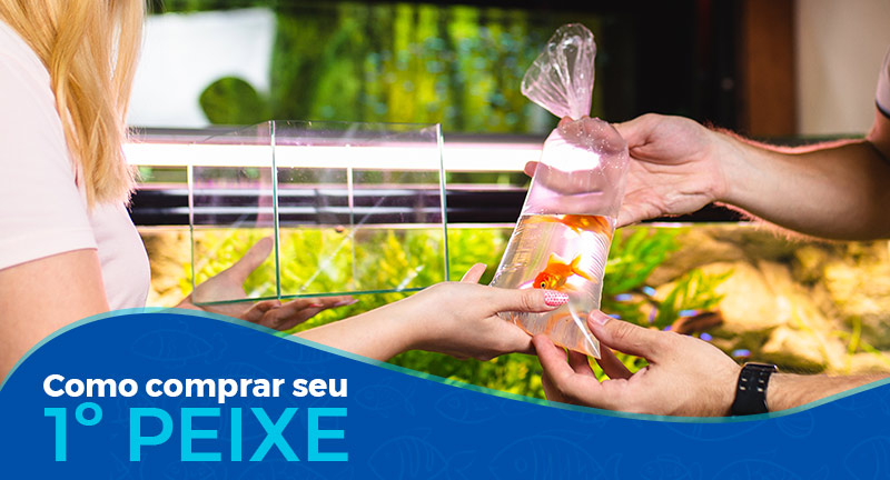 Como comprar seu primeiro peixe