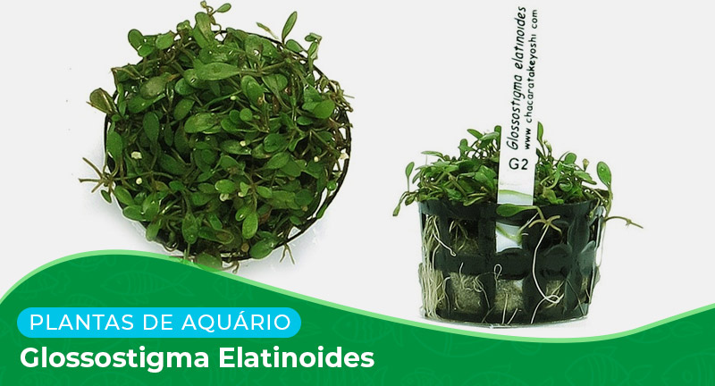 Ficha técnica: Planta Glossostigma elatinoides