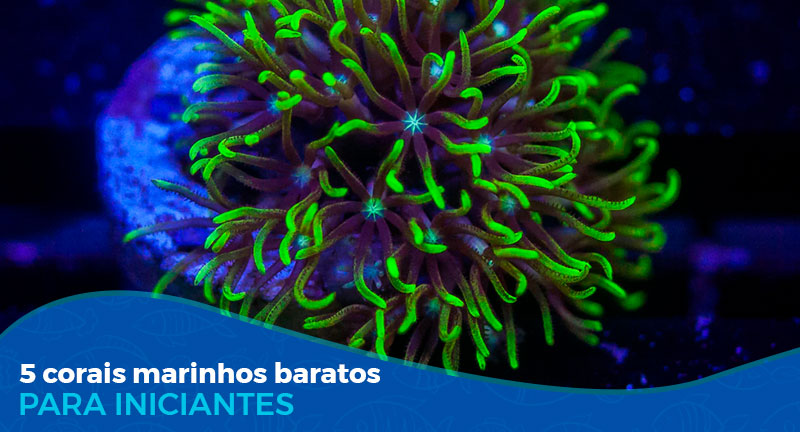 5 Corais Soft marinhos baratos para iniciantes