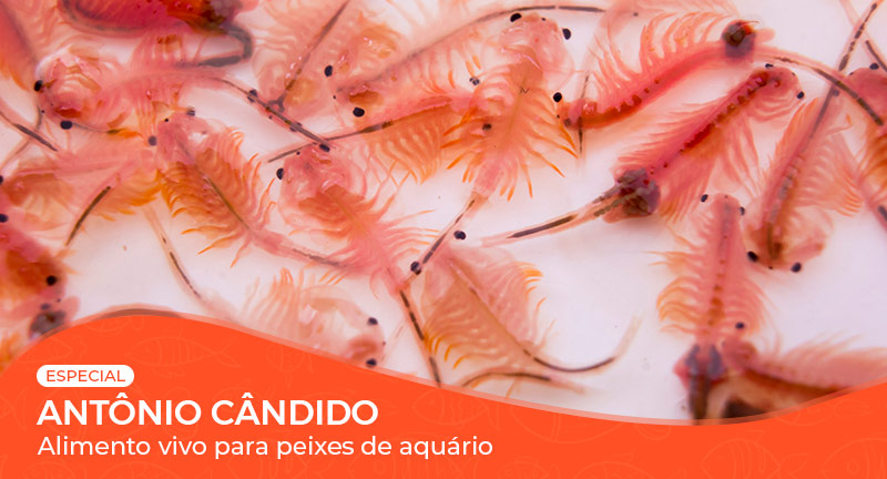 Vídeo: Alimento vivo para peixes de aquário: oferecer ou não?