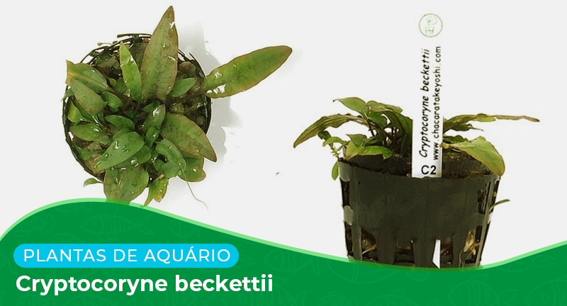 Ficha técnica: Planta Cryptocoryne beckettii