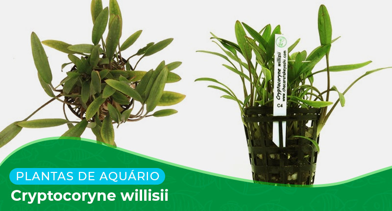 Ficha técnica: Planta Cryptocoryne x willisii