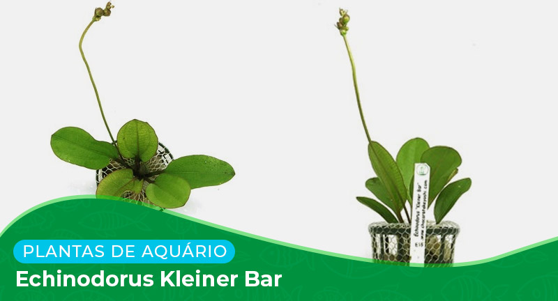 Ficha técnica: Planta Echinodorus kleiner bar