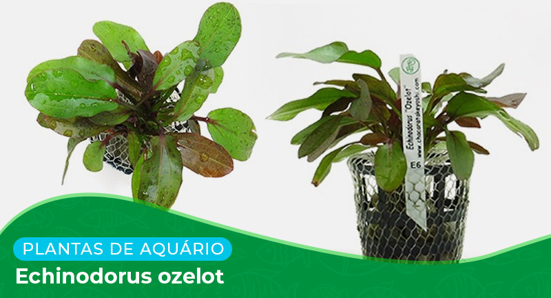 Ficha técnica: Planta Echinodorus ozelot