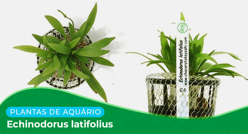 Ficha técnica: Planta Echinodorus latifolius