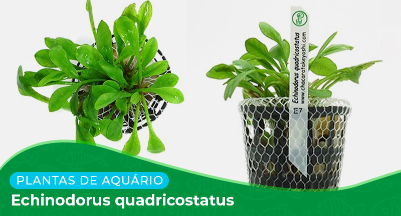 Ficha técnica: Echinodorus quadricostatus