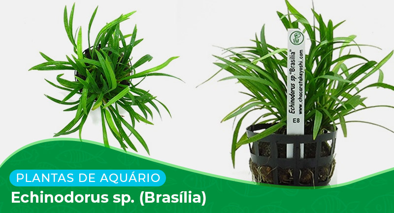 Ficha técnica: Echinodorus sp. (Brasilia)