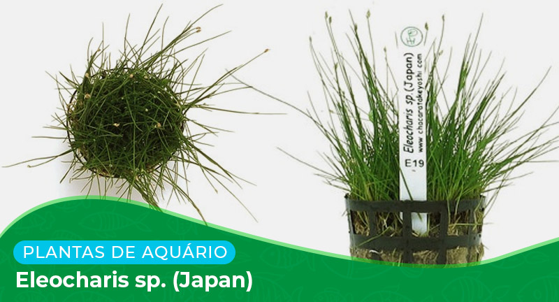 Ficha técnica: Planta Eleocharis sp. (Japan)