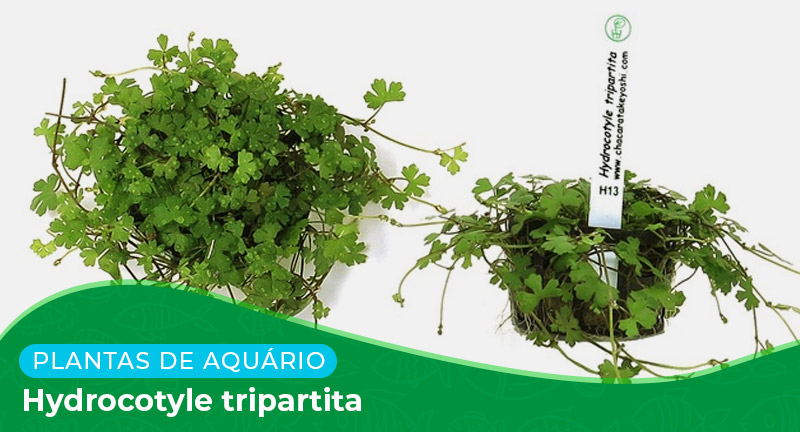 Ficha técnica: Planta Hydrocotyle tripartita