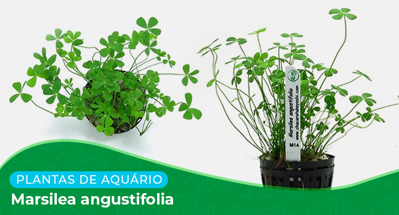 Ficha técnica: Marsilea angustifolia