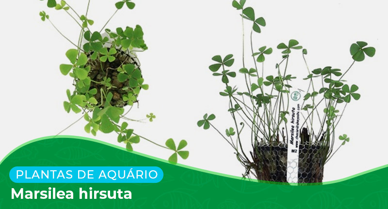 Ficha técnica: Marsilea hirsuta