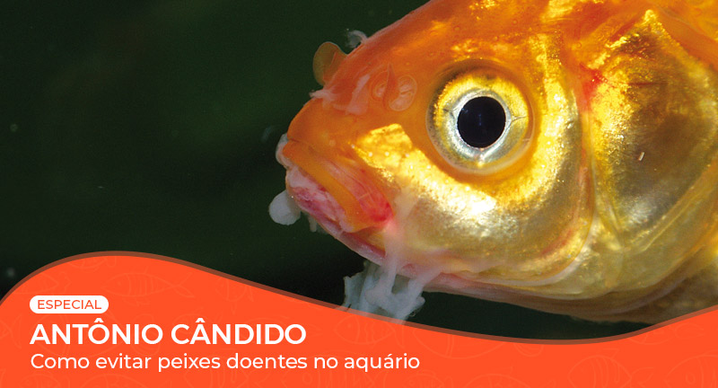 Vídeo: Como evitar peixes doentes no aquário?