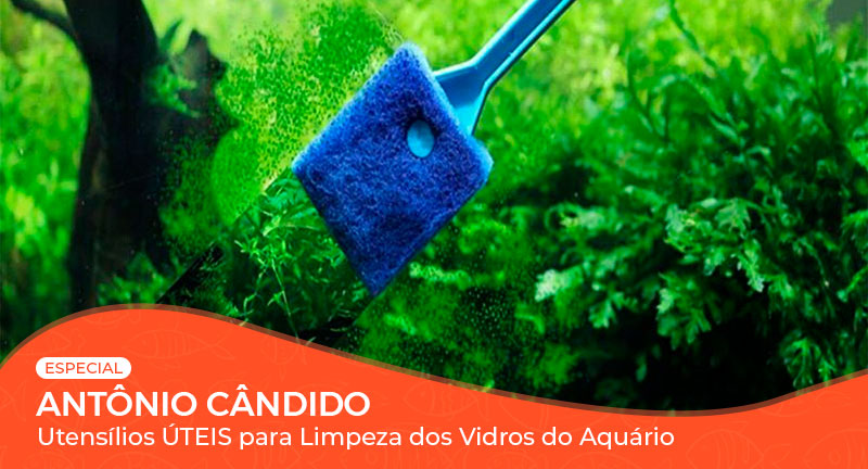 Vídeo: Utensílios úteis para limpeza dos vidros do Aquário