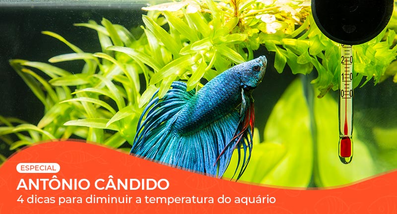 Vídeo: 4 Dicas para Diminuir a Temperatura nos Aquários