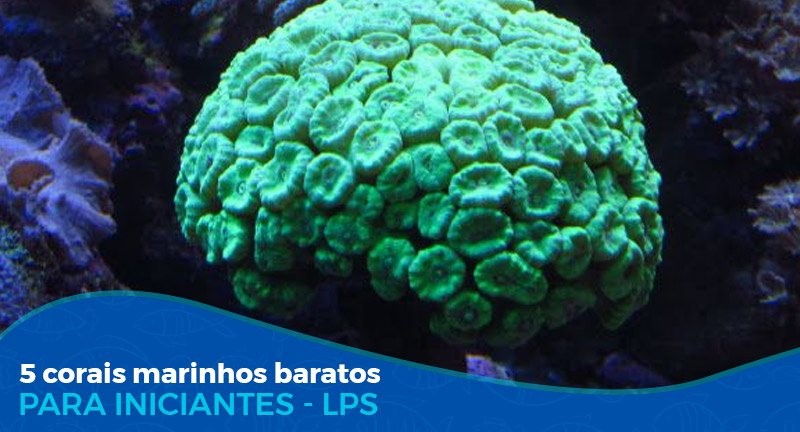 5 Corais Marinhos baratos LPS (para iniciantes)