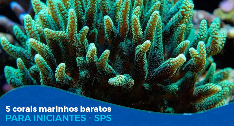 5 Corais Marinhos baratos SPS (para iniciantes)