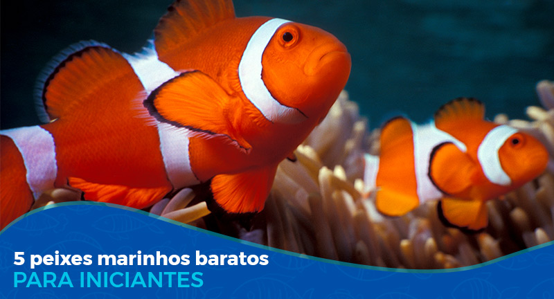 5 Peixes marinhos baratos para aquarista iniciante