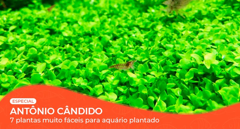 7 plantas muito fáceis para Aquário Plantado