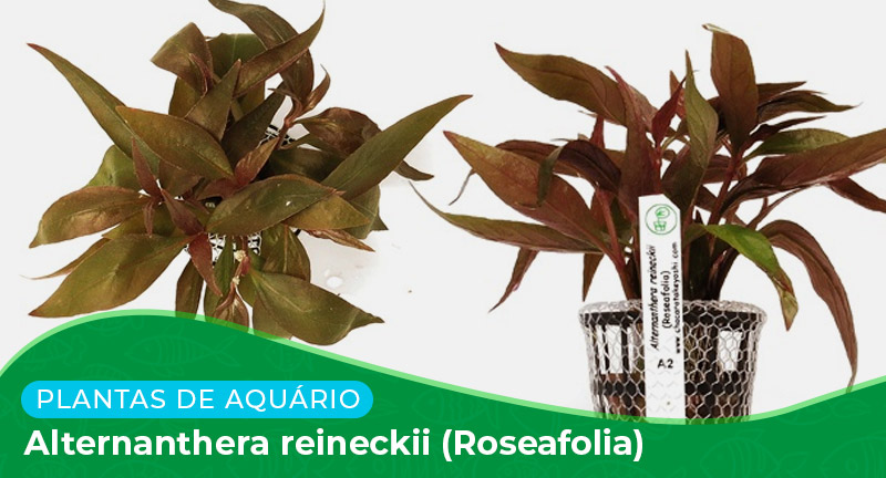 Ficha técnica: Alternanthera reineckii (Roseafolia)