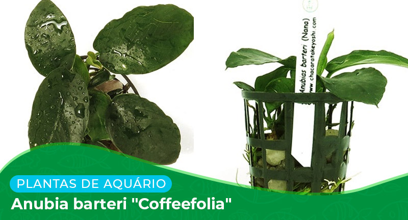 Ficha técnica: Planta Anubia barteri "Coffeefolia"