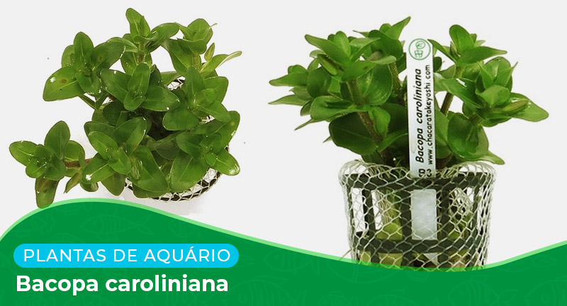 Ficha técnica: Planta Bacopa caroliniana