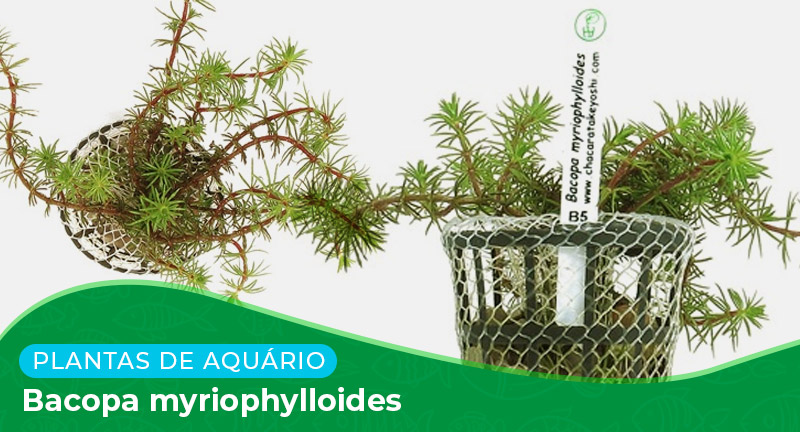 Ficha técnica: Planta Bacopa myriophylloides