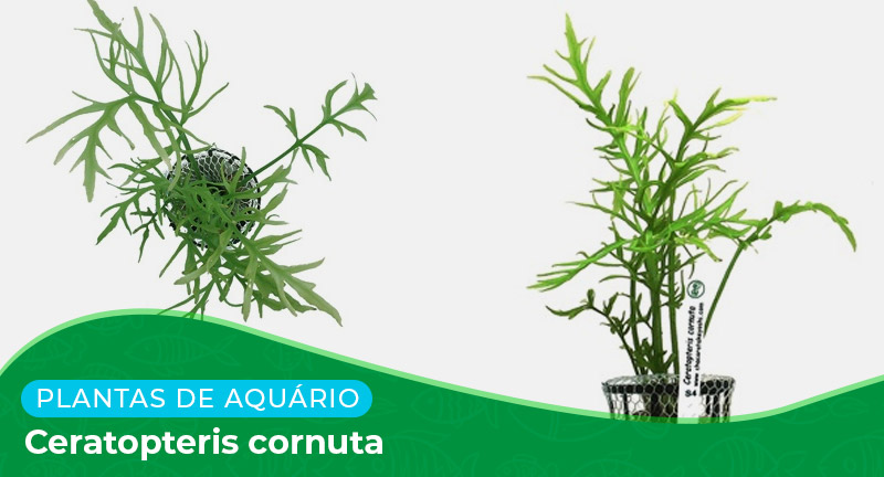 Ficha técnica: Planta Ceratopteris cornuta