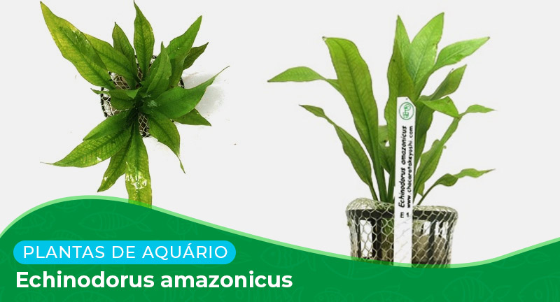 Ficha técnica: Planta Echinodorus amazonicus