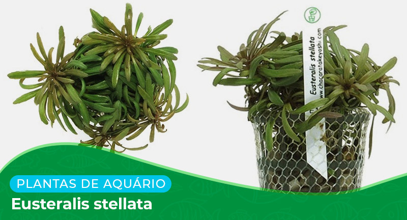 Ficha técnica: Planta Eusteralis stellata