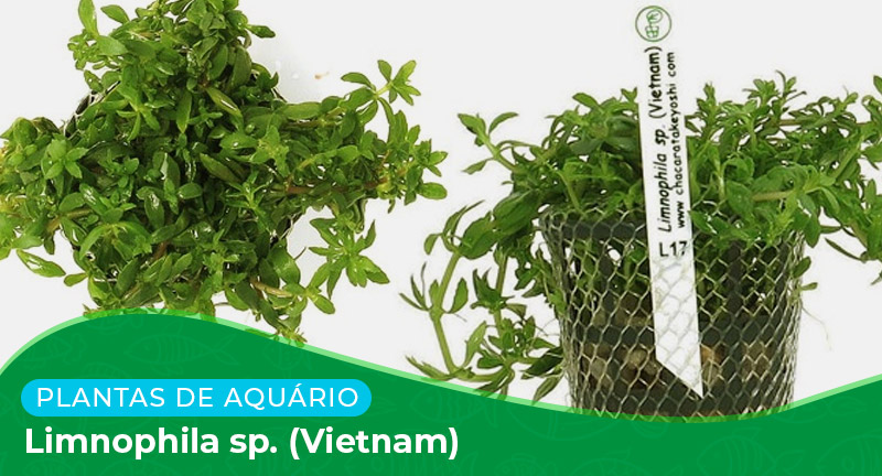 Ficha técnica: Planta Limnophila sp. (Vietnam)