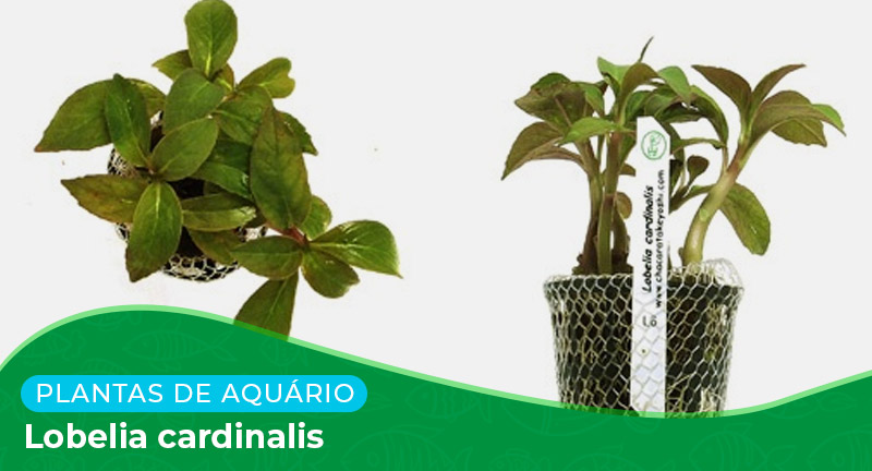 Ficha técnica: Planta Lobelia cardinalis