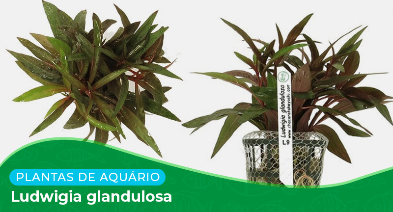 Ficha técnica: Planta Ludwigia glandulosa