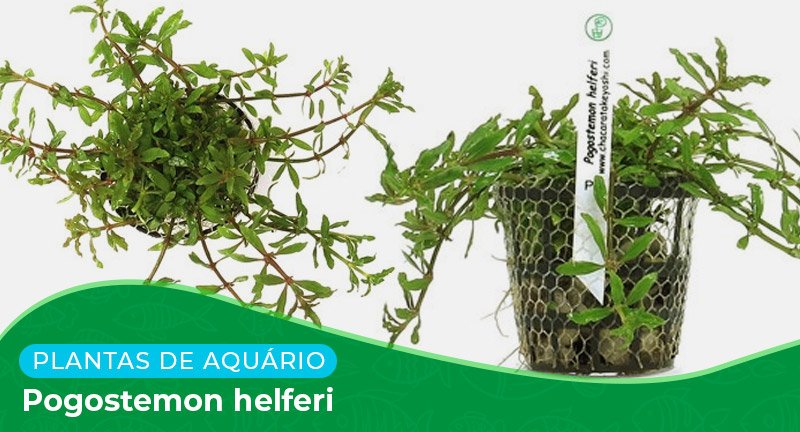 Ficha técnica: Planta Pogostemon helferi