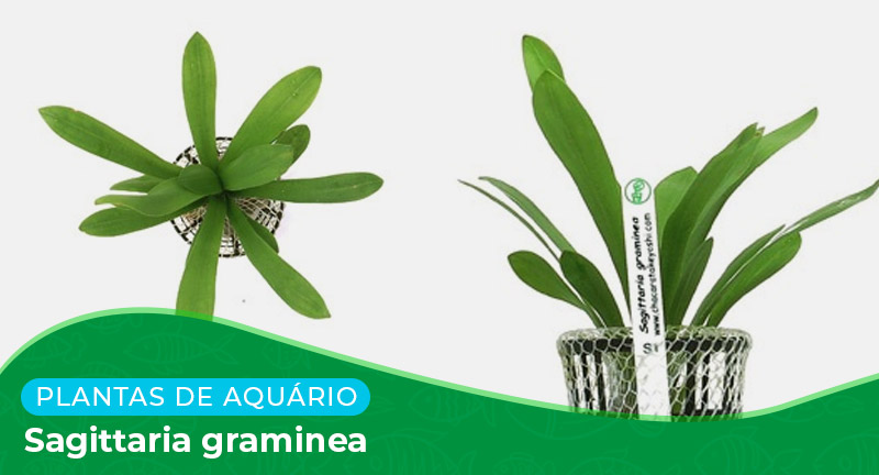 Ficha técnica: Planta Sagittaria graminea