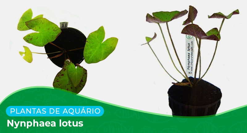 Ficha técnica: Planta Nymphaea lotus