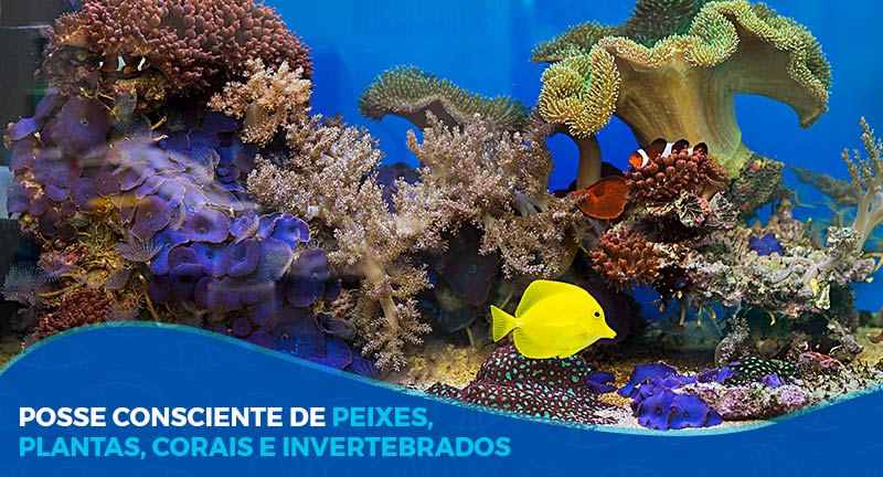 Posse consciente de peixes, plantas, corais e invertebrados