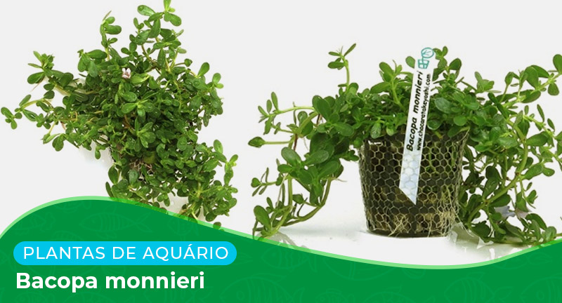 Ficha: Planta Bacopa monnieri