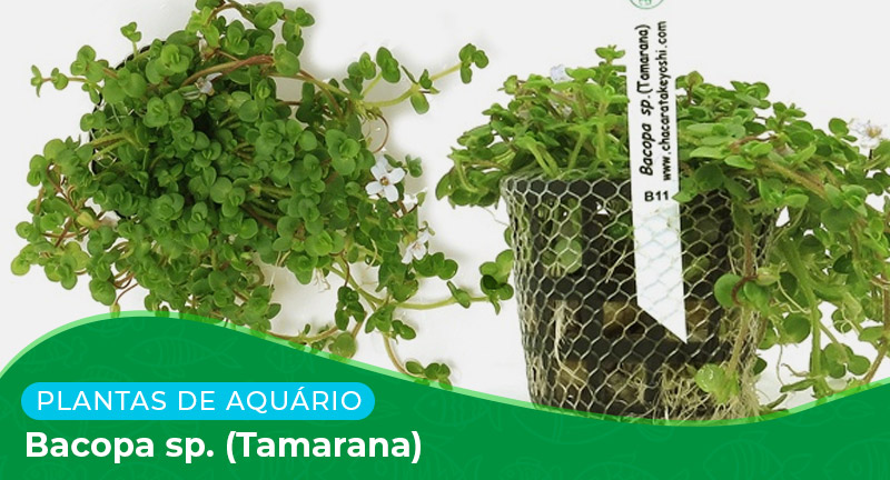 Ficha: Planta Bacopa sp. (Tamarana)