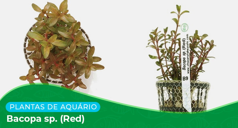 Ficha: Planta Bacopa sp. (Red)