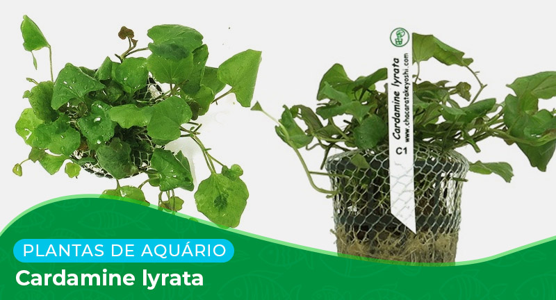 Ficha: Planta Cardamine lyrata