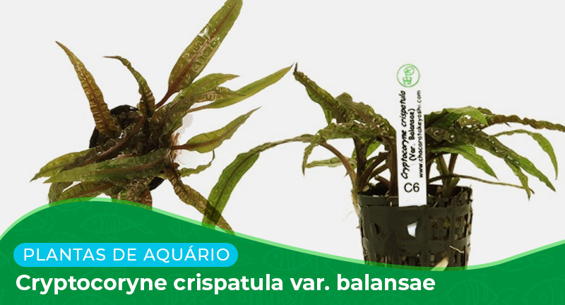 Ficha: Planta Cryptocoryne crispatula var. Balansae