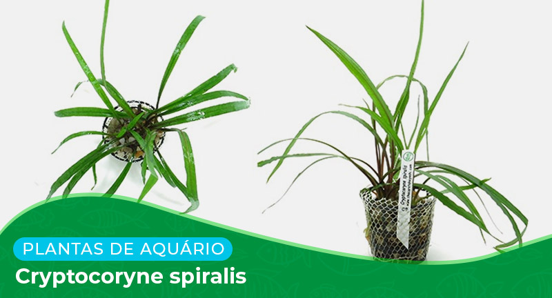 Ficha: Planta Cryptocoryne spiralis