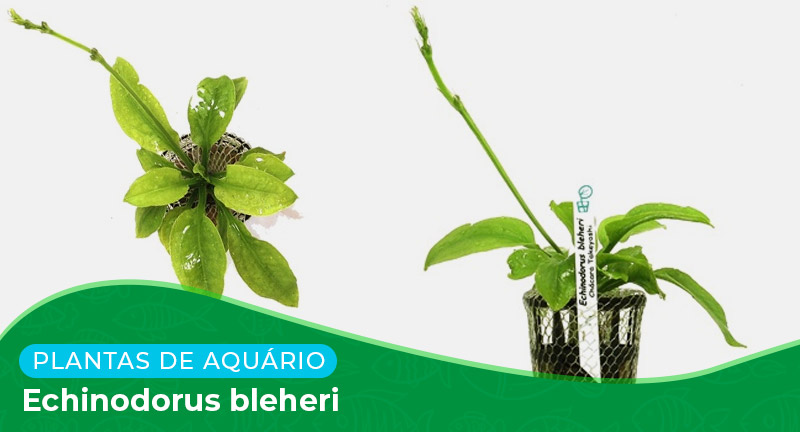 Ficha: Planta Echinodorus bleheri