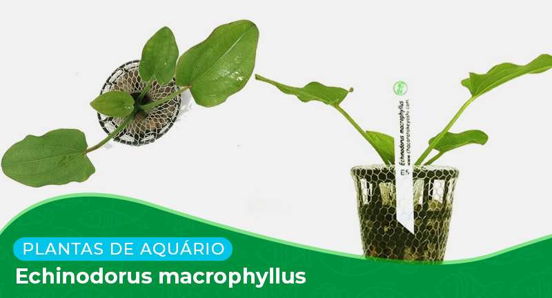 Ficha: Planta Echinodorus macrophyllus