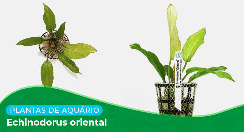 Ficha: Planta Echinodorus oriental