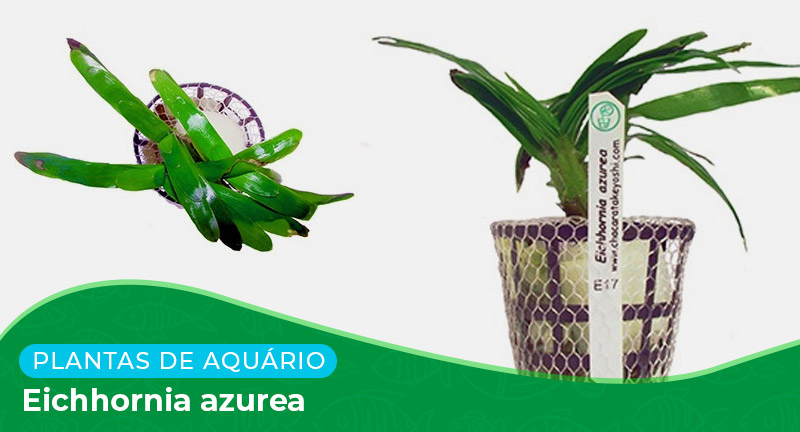 Ficha: Planta Eichhornia azurea