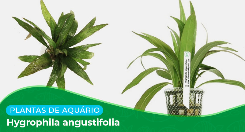 Ficha: Planta Hygrophila angustifolia