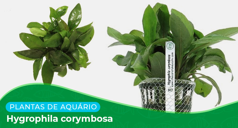 Ficha: Planta Hygrophila corymbosa